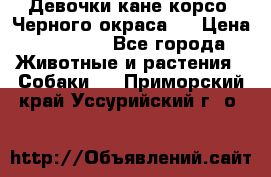 Девочки кане корсо. Черного окраса.  › Цена ­ 65 000 - Все города Животные и растения » Собаки   . Приморский край,Уссурийский г. о. 